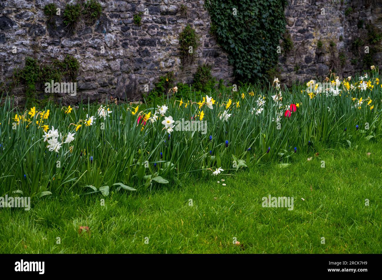 Narcisse de poète, tulipes de jardin et amidon Grape Hyacinth's Outside Swords Castle, Swords, Dublin, République d'Irlande Banque D'Images
