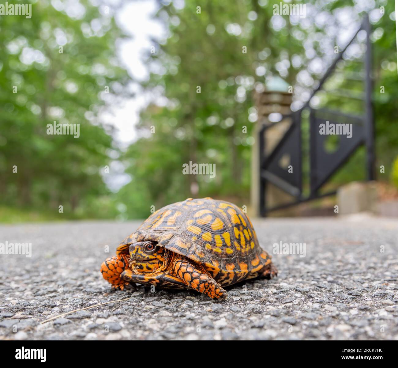 une jolie tortue boîte dans la nature Banque D'Images