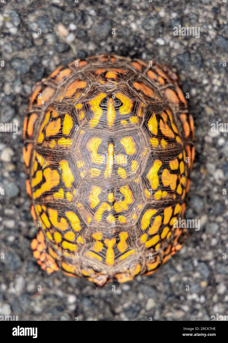 une jolie tortue boîte dans la nature Banque D'Images