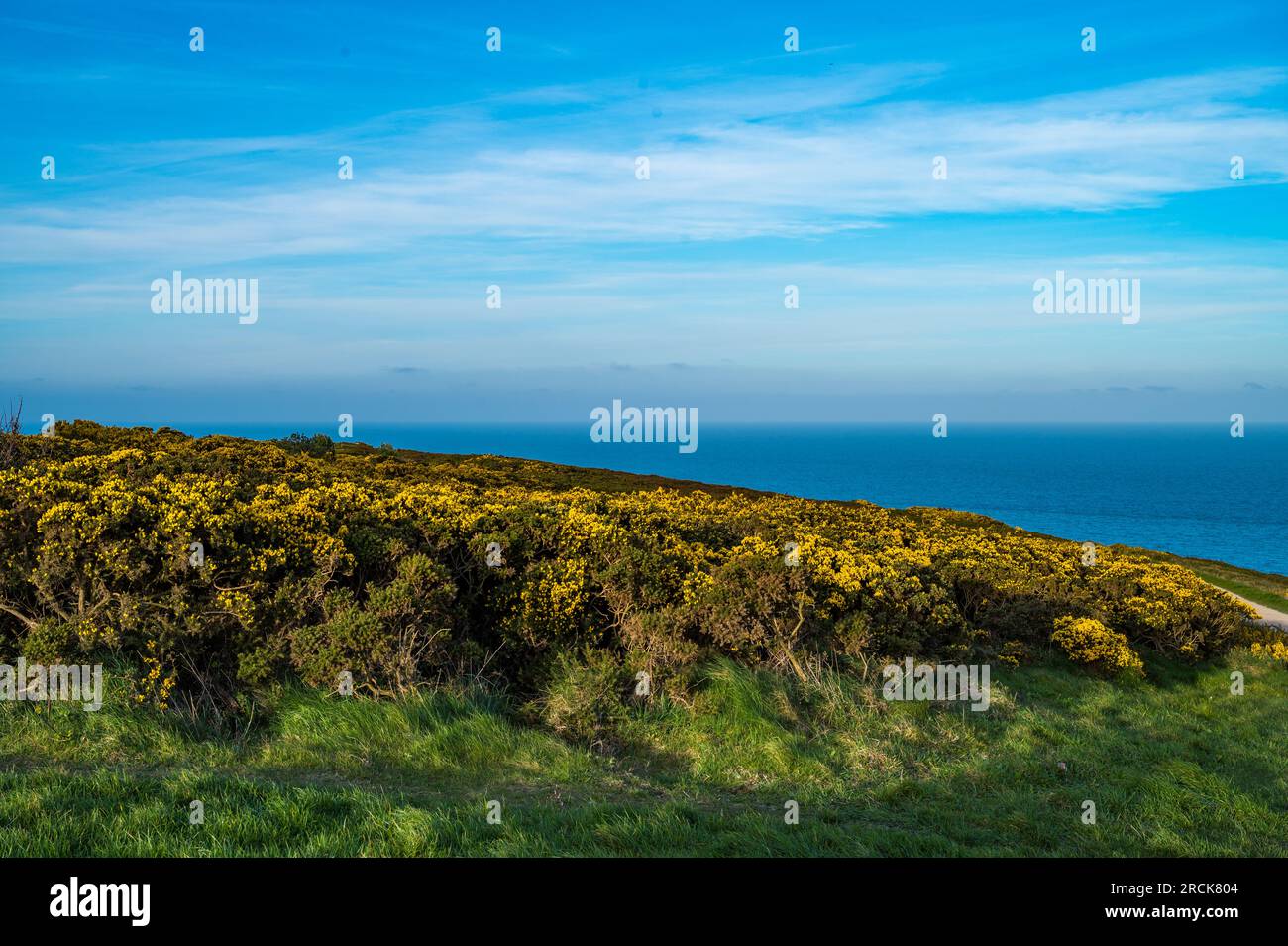 Yellow Common Gorse le long du front de mer, Howth, Dublin, Irlande Banque D'Images