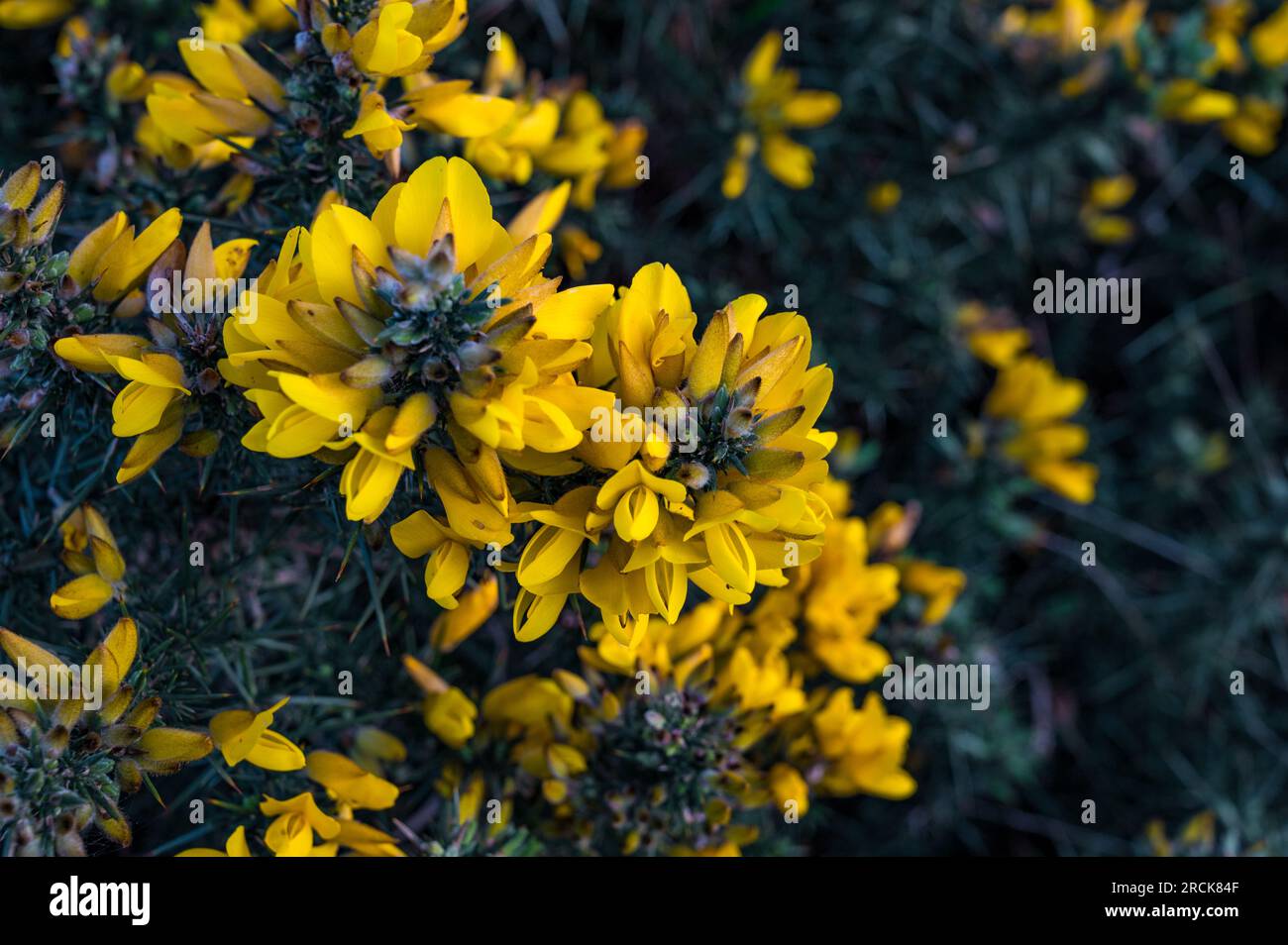 A Close Up of Yellow Common Gorse, Howth, Dublin, Irlande Banque D'Images