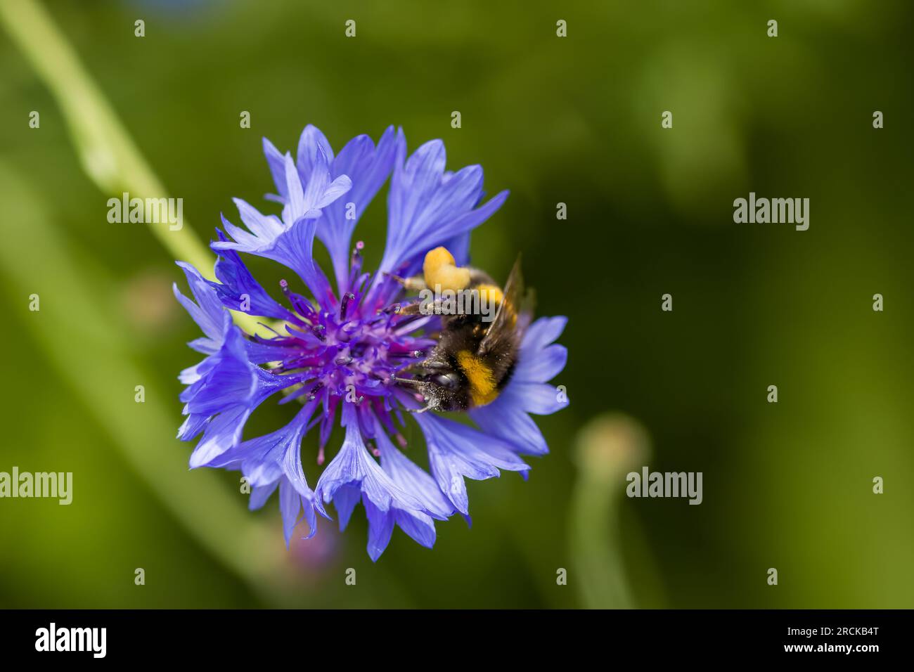 bumble abeille à queue de buff collectant le pollen de fleur bleu vif de la fleur de maïs également connu sous le nom de bouton de baccalauréat Banque D'Images
