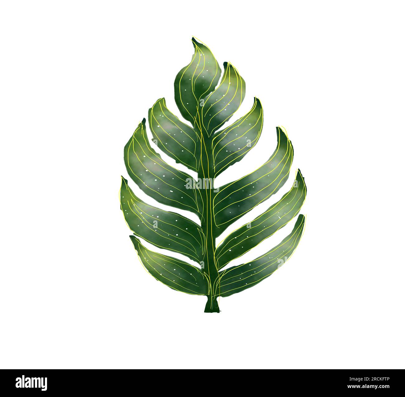 Peinture à l'aquarelle de feuille de Monterra sur fond blanc. Isoler Banque D'Images