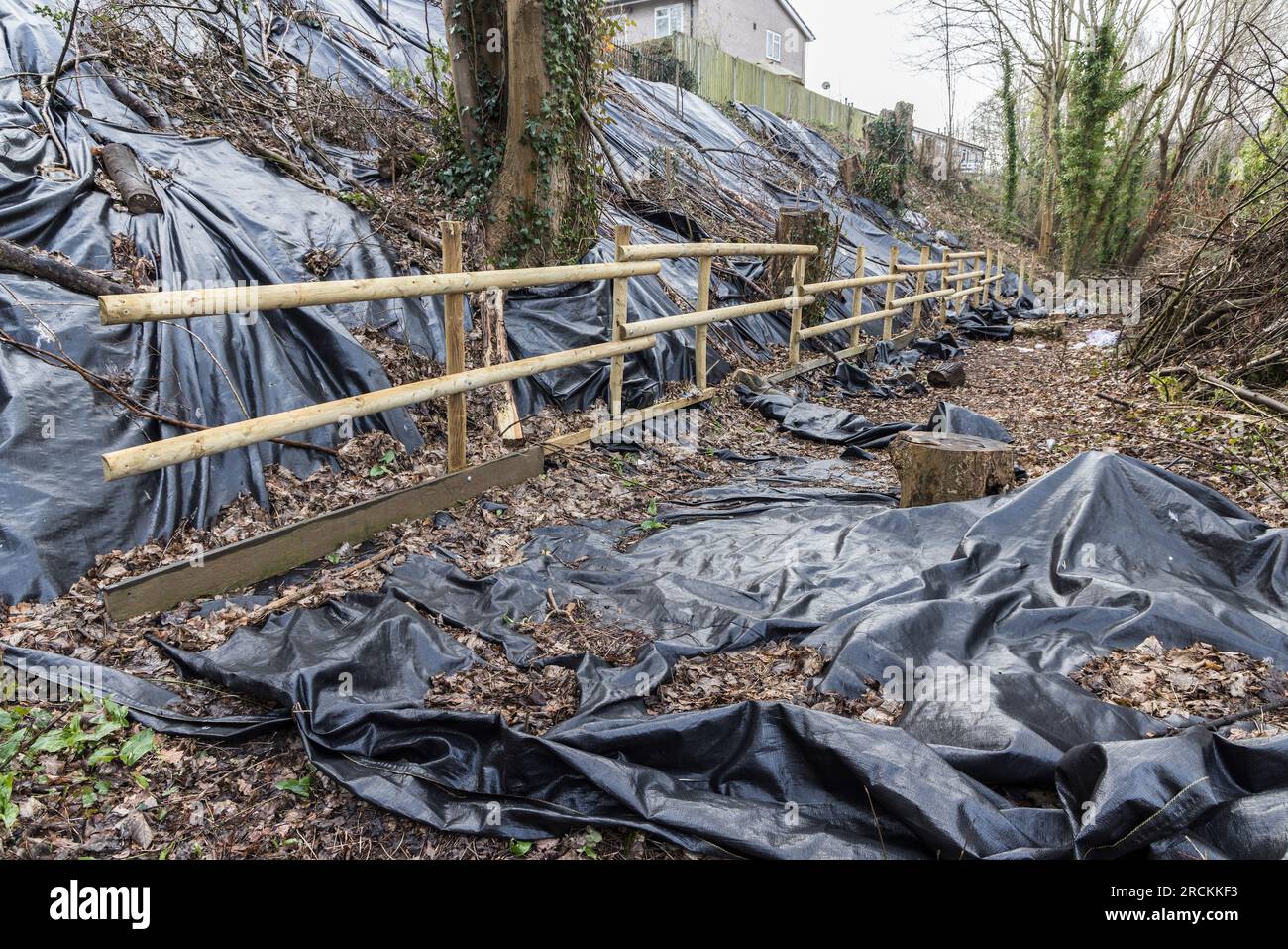 Plastique noir utilisé pour couvrir le sol pour empêcher la croissance des plantes, Abergavenny, pays de Galles, Royaume-Uni Banque D'Images