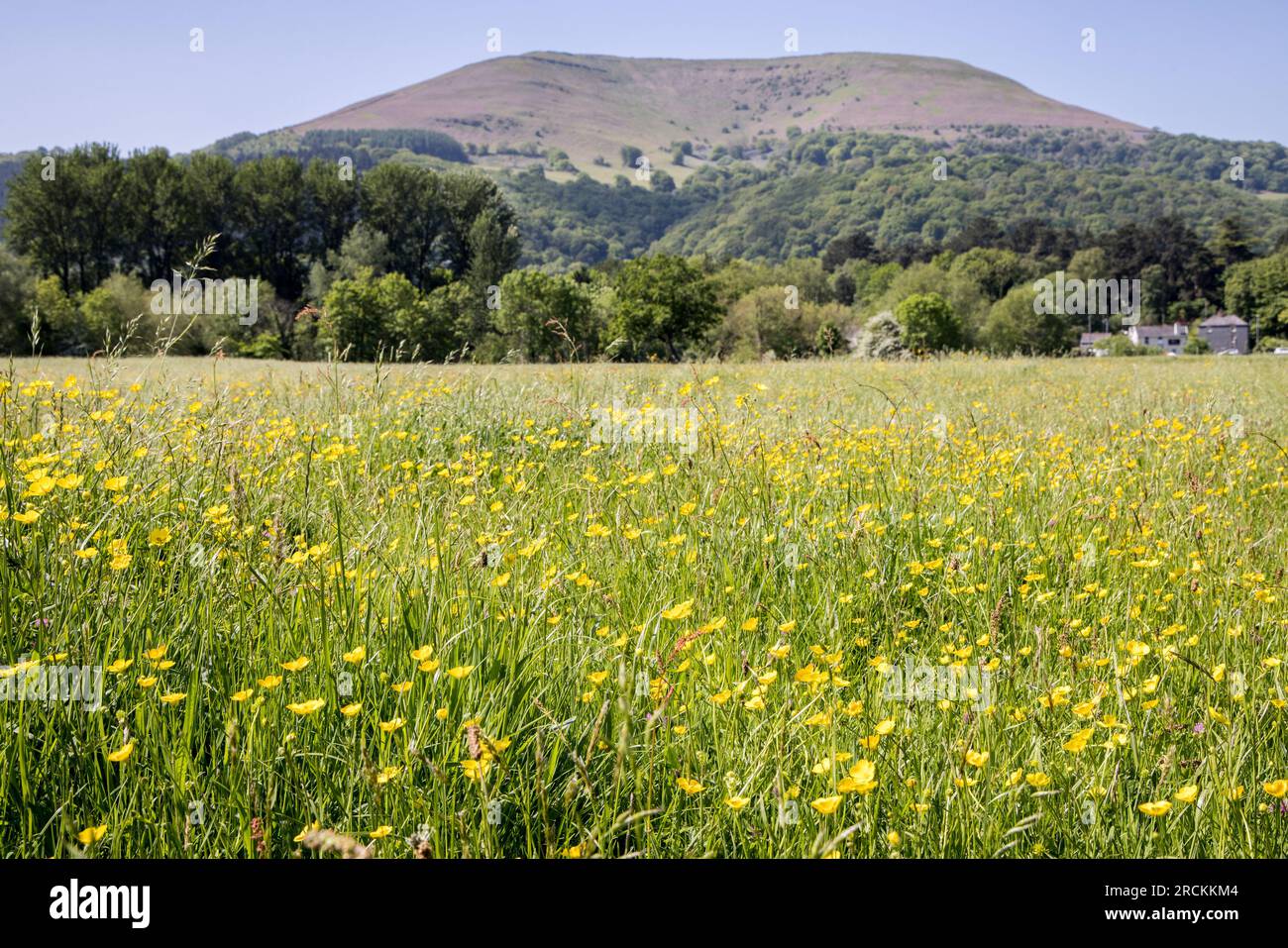 Buttercups et fleurs sauvages dans le pré avec la montagne Blorenge, Castle Meadows, Abergavenny, pays de Galles, Royaume-Uni Banque D'Images