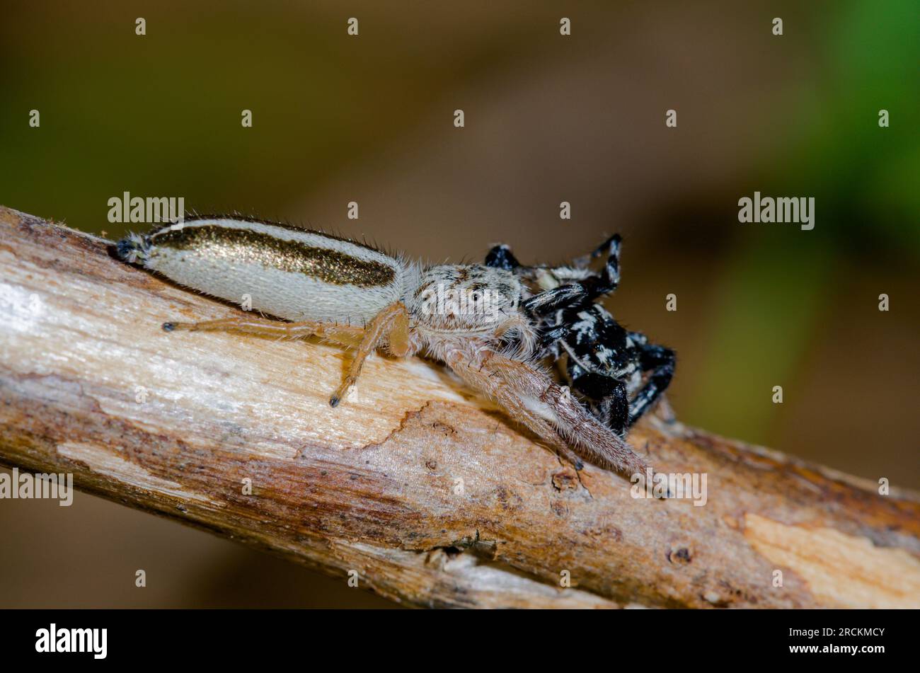 Femelle Japanese Jumping Spider mangeant mâle, Salticidae (Mendoza elongata), Kobe, Japon Banque D'Images