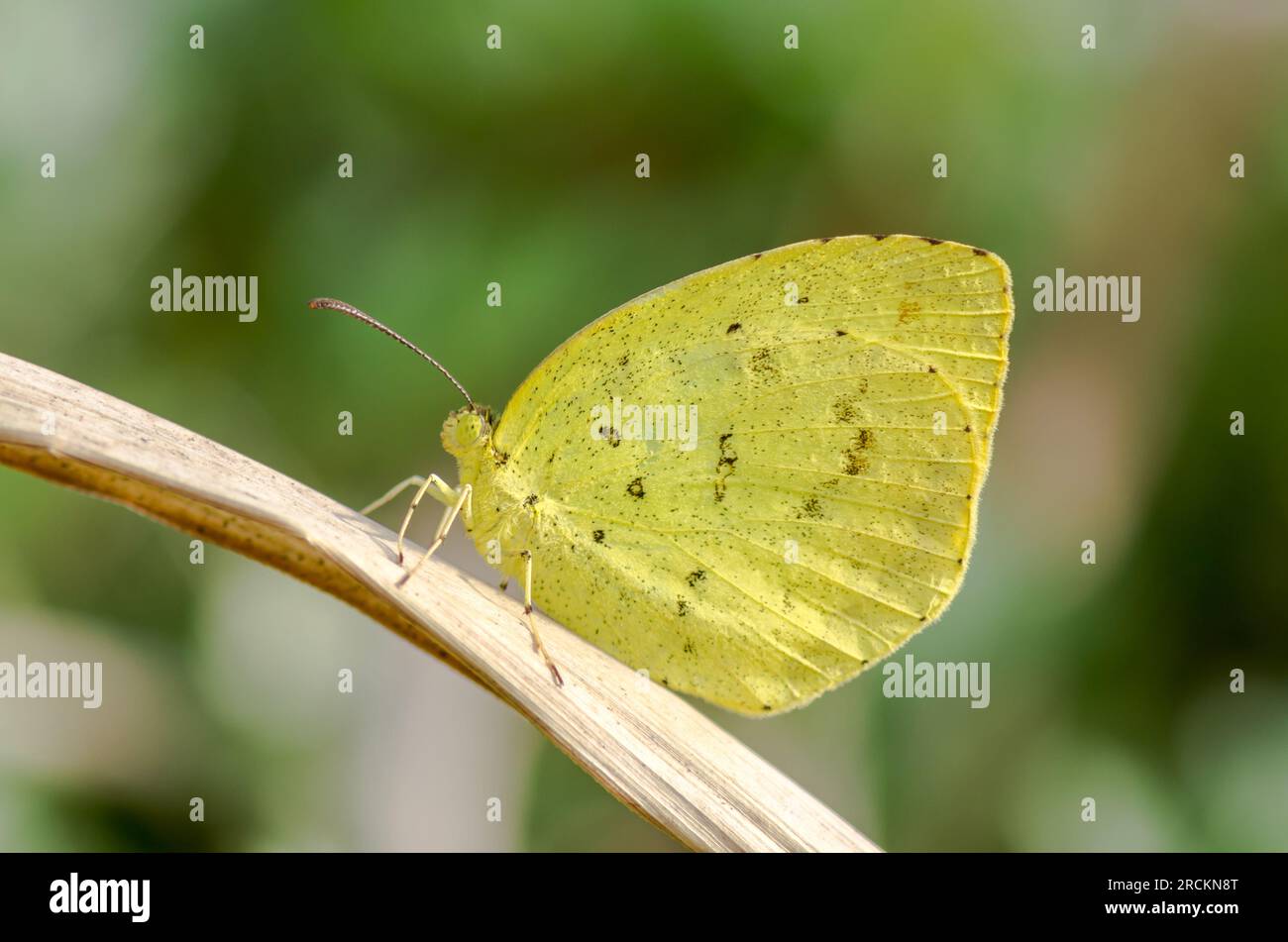 Papillon jaune d'herbe commune japonais (Eurema mandarina), Pieridae. Kobe, Japon Banque D'Images