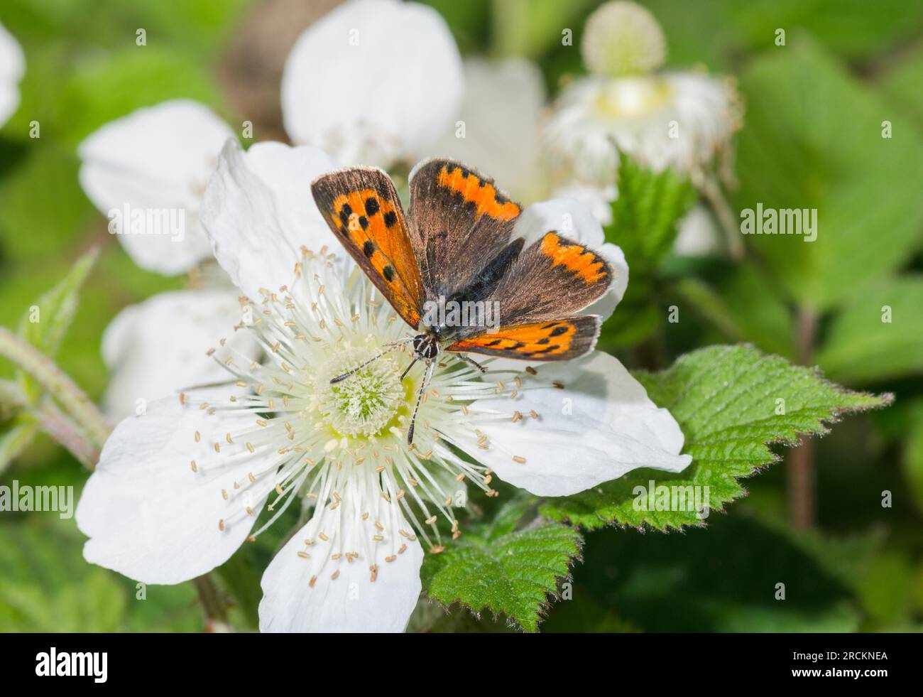 Papillon japonais en cuivre (Lycaena phlaeus daimio), Lycaenidae. Kobe, Japon Banque D'Images