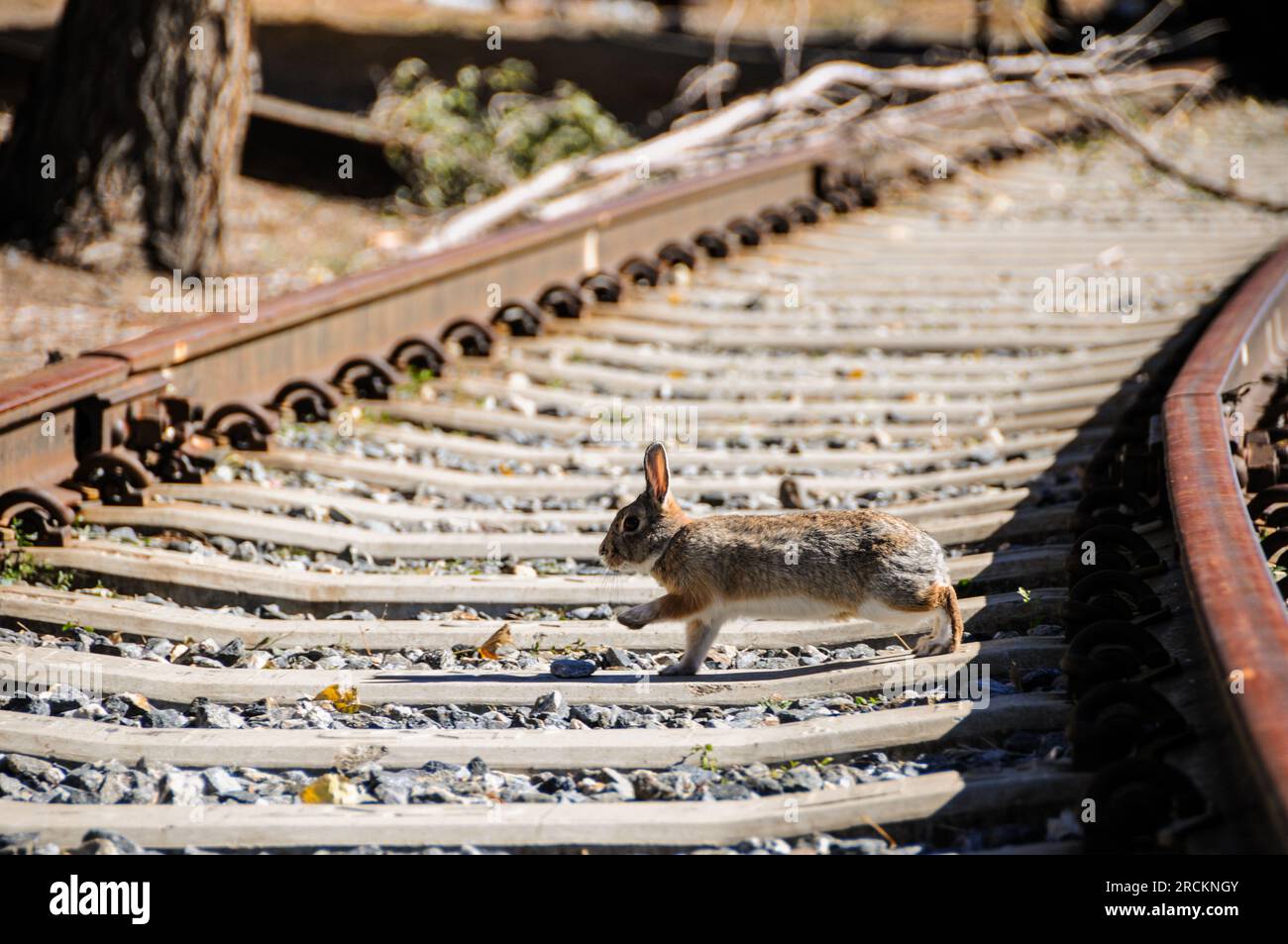 Mignon lapin moelleux traversant des voies ferrées dans le Colorado, États-Unis Banque D'Images