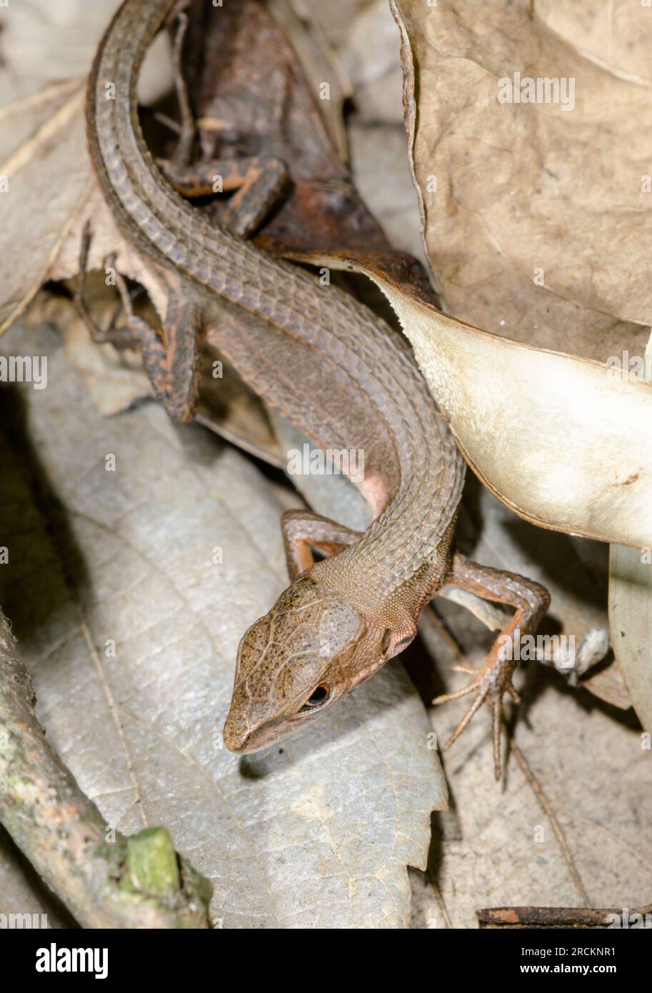 Lézard d'herbe JAPONAIS - Kanahebi (Takydromus tachydromoides).Lacertidae. Kobe, Japon Banque D'Images