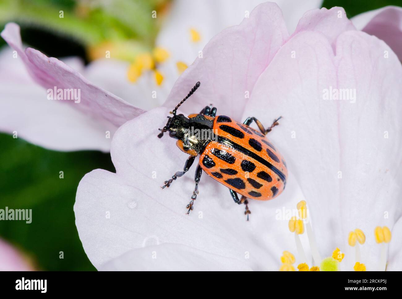 Forme ROUGE de la feuille de saule tachetée JAPONAISE (Chrysomela vigintipunctata).Chrysomelidae. Kobe, Japon Banque D'Images