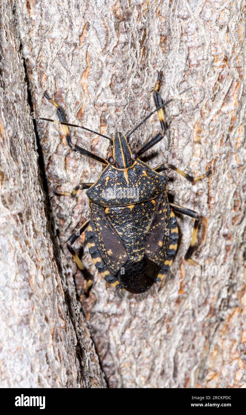 Bogue jaune tacheté japonais, Pentotomidae (Erthesina fullo), Kobe, Japon Banque D'Images