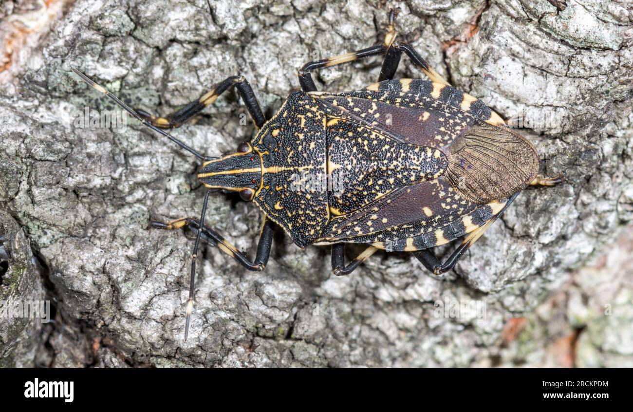 Bogue jaune tacheté japonais, Pentotomidae (Erthesina fullo), Kobe, Japon Banque D'Images