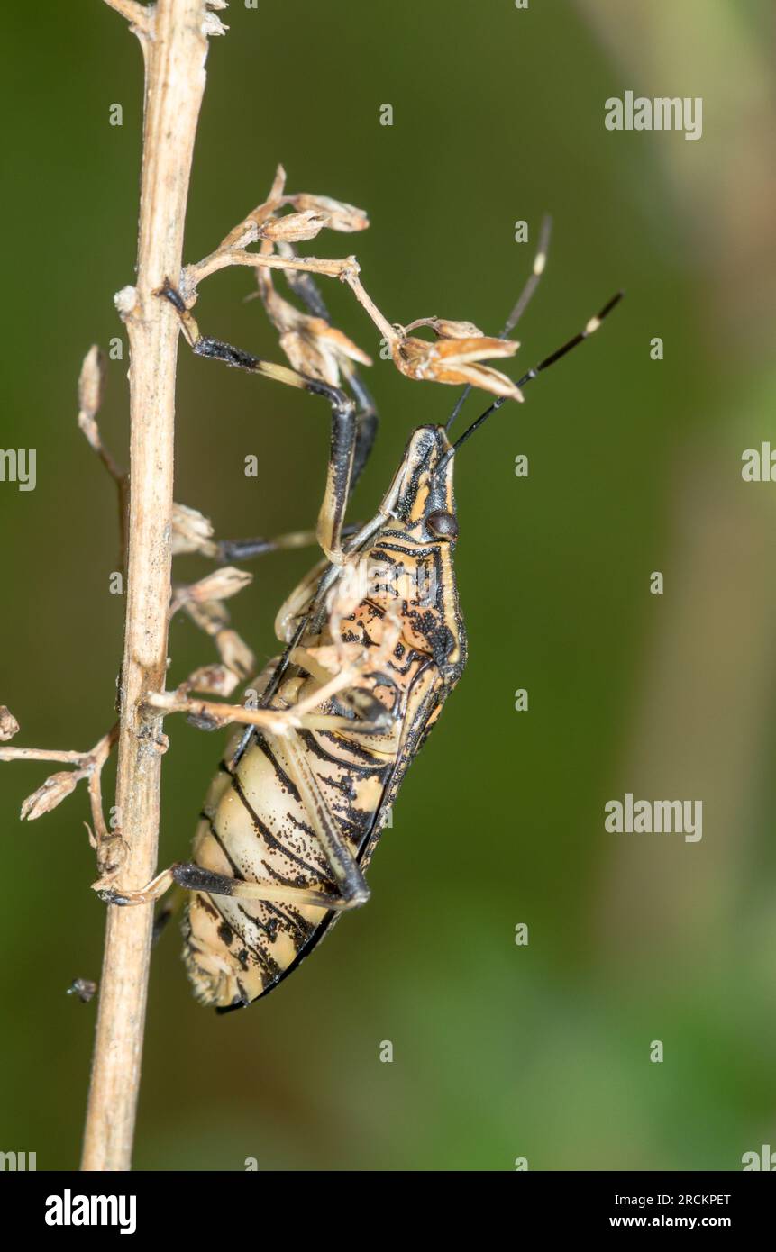 Bogue jaune tacheté japonais, Pentotomidae (Erthesina fullo), Kobe, Japon Banque D'Images