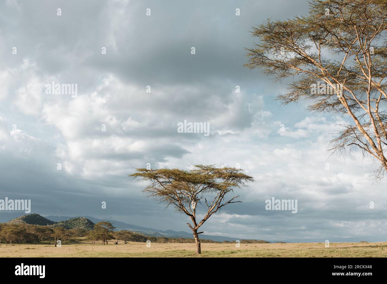 Paysages kenyans, champs, prairies, plantes, végétations, Maai Mahiu Great RiftValley View point EscarpementsKianle Kinare, Kiambu, Limuru voyage documentaire Banque D'Images