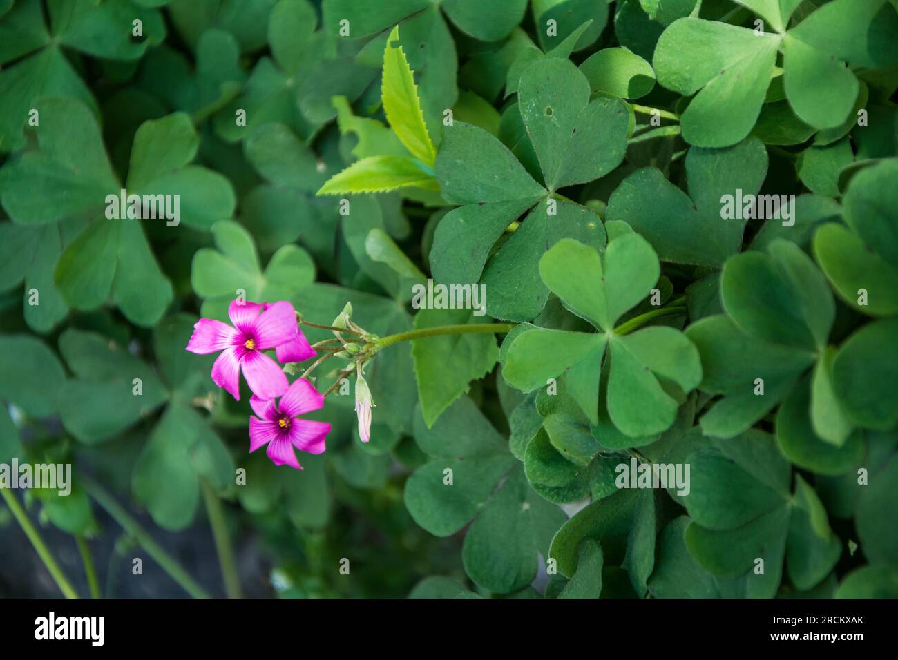 Gros plan d'une belle plante avec des fleurs violettes. Il fait partie du genre Oxalis comprenant plus de 550 espèces très communes et utilisées pour l'ornementation Banque D'Images