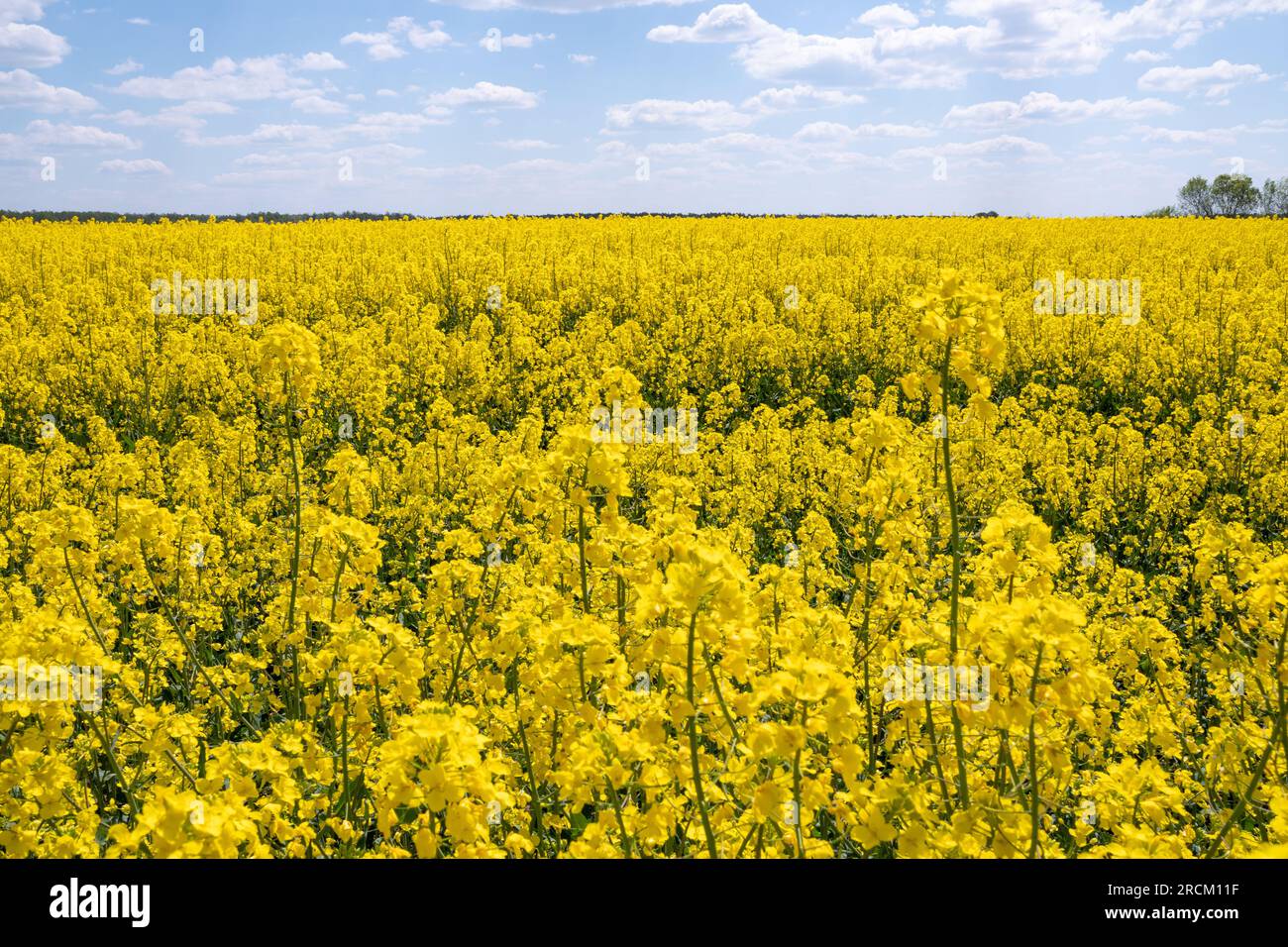 Un champ jaune de sarrasin à fleurs contre un ciel bleu avec des nuages Banque D'Images