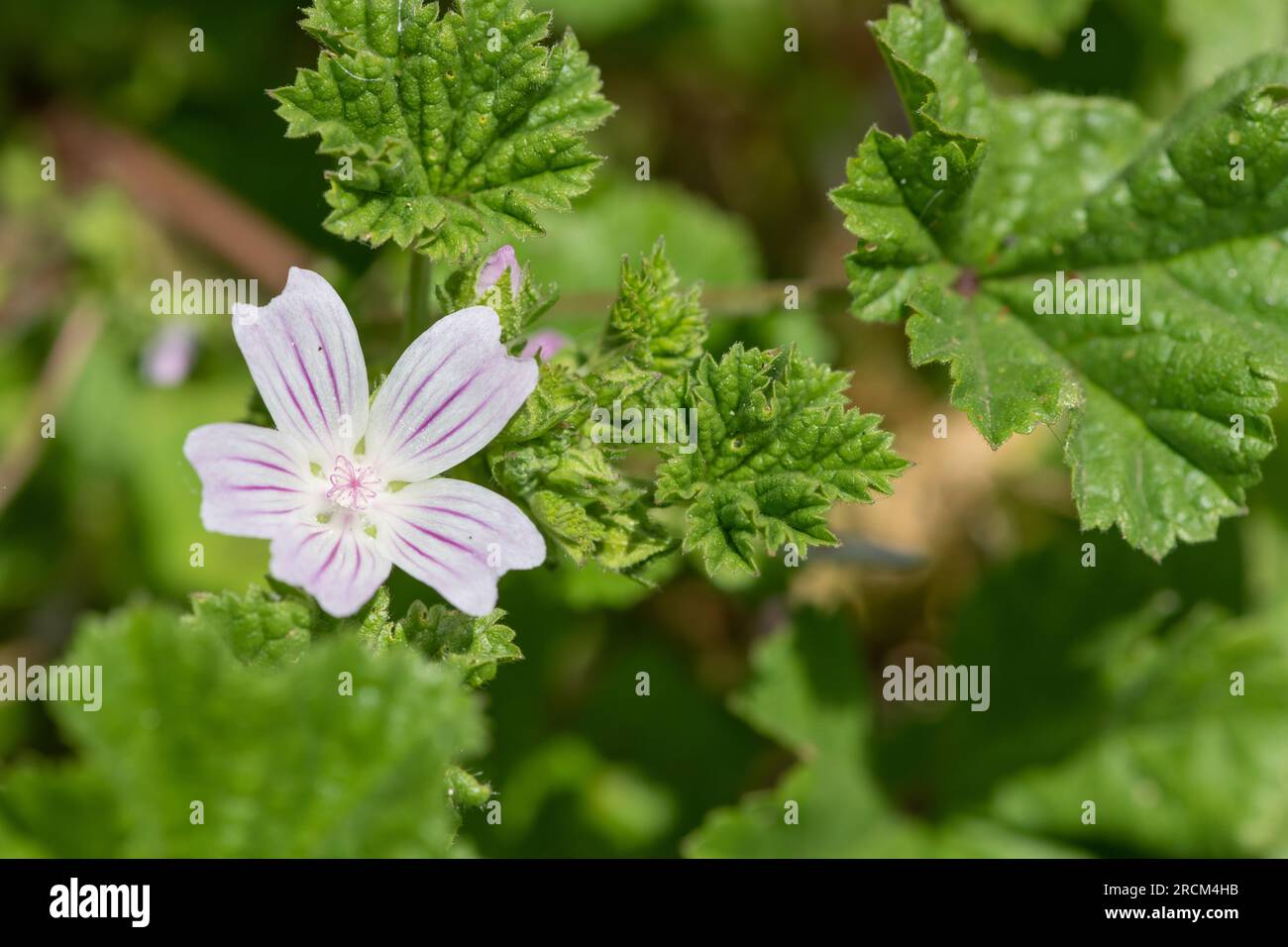 Gros plan d'une fleur de malow commune (malva negecta) en fleur Banque D'Images