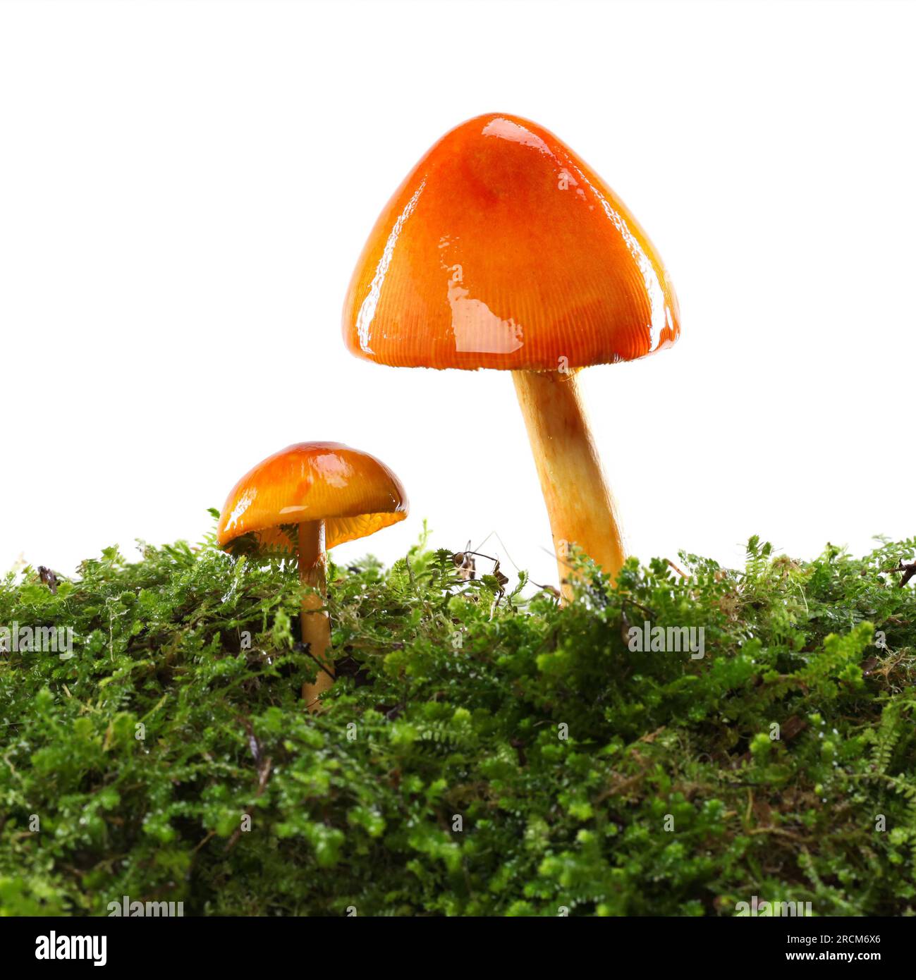 Deux champignons oranges et jaunes sur sol moussant vert humide et humide. Isolé sur blanc. Banque D'Images