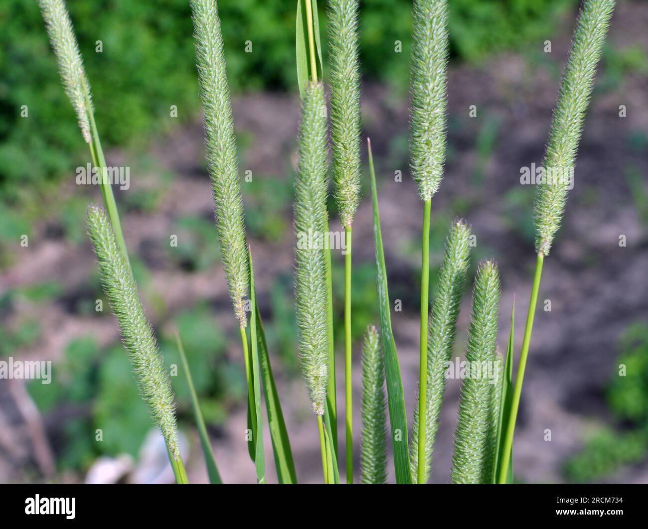 Le fléole des prés (Phleum pratense), une herbe fourragère précieuse, pousse dans le pré Banque D'Images