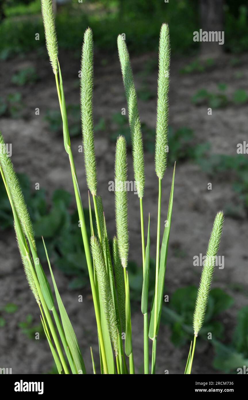 Fléole des prés 'Karta' - graines 10kg (Phleum pratense) – Garden Seeds Fléole des prés 'Karta' - graines 10kg (Phleum pratense) – Garden Seeds
