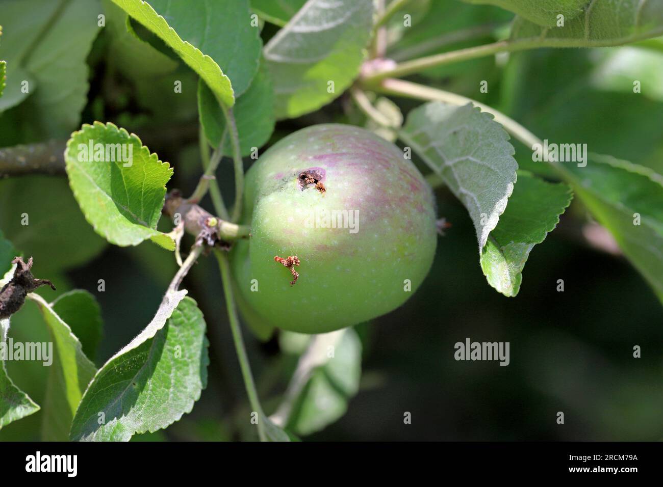 Trou de sortie et frass d'un papillon de cabillaud, cydia pomonella, chenille à la surface d'un fruit de pomme mûrissant. Banque D'Images