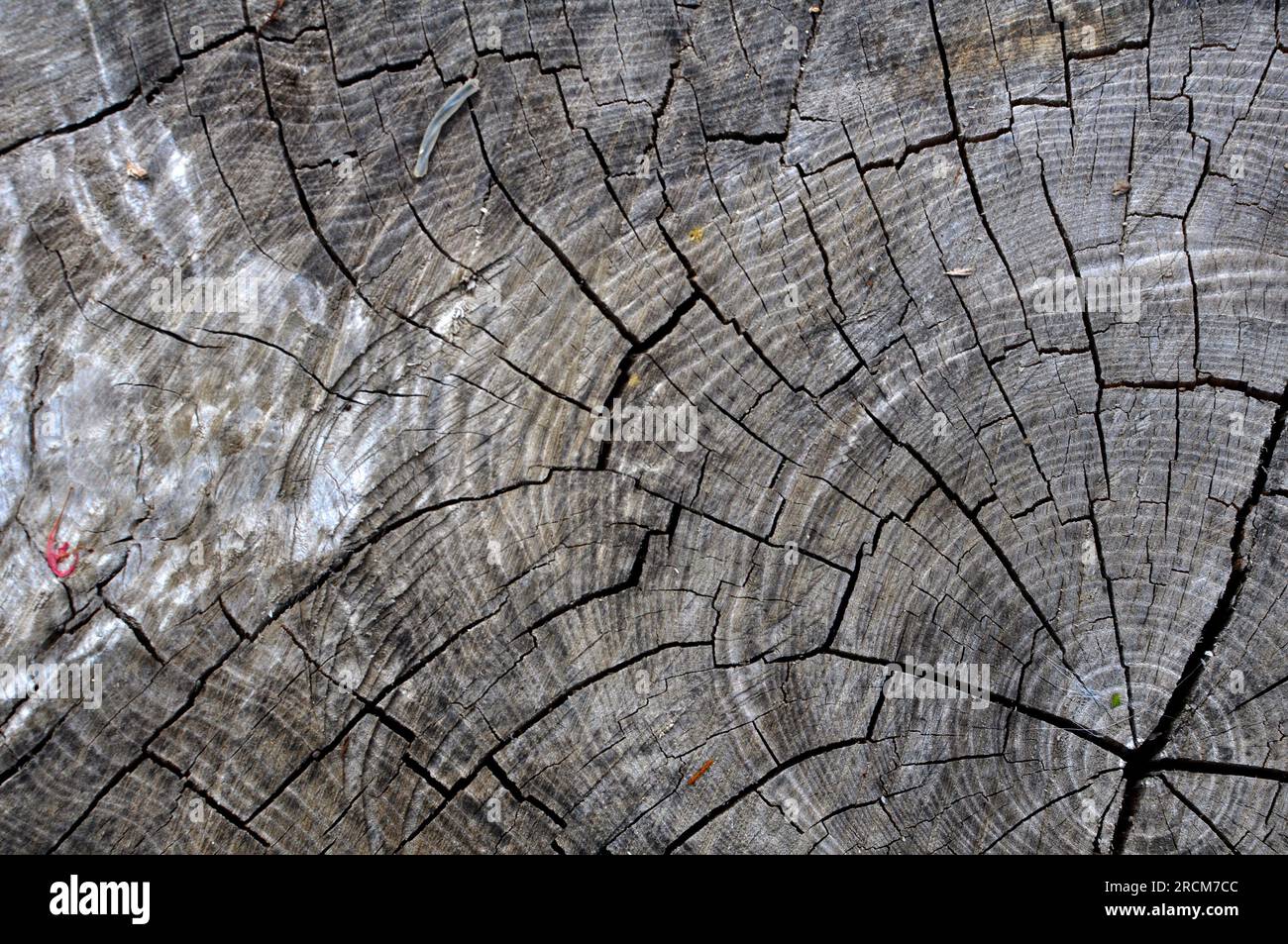 Fond avec la texture du vieux bois avec des fissures sur la surface Banque D'Images