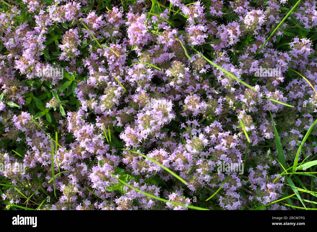 Le thym (Thymus serpyllum) fleurit à l'état sauvage en été Banque D'Images