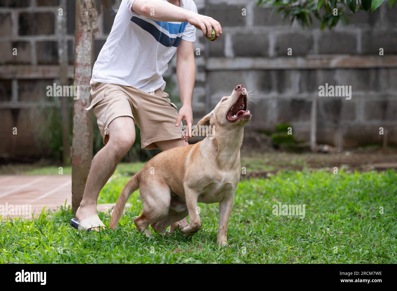 Homme jouer avec le chien labrador lancer balle de tennis sur fond de jardin Banque D'Images