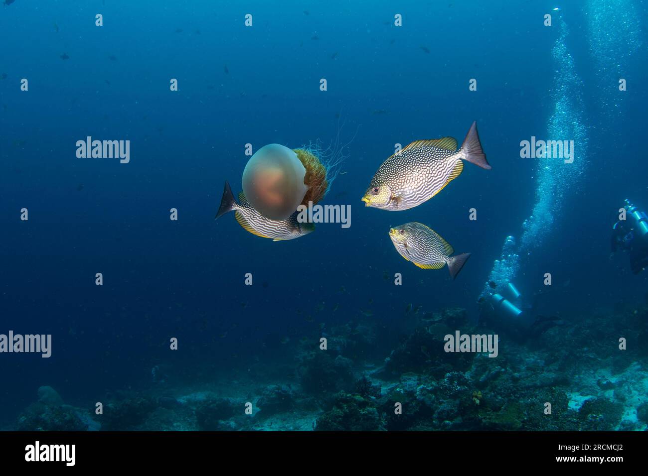 Les spinefoot striés mordent la méduse. Siganus javus pendant la plongée à Raja Ampat. Des tachetés blanches tournent autour des méduses. Marine Banque D'Images Les spinefoot striés mordent la méduse. Siganus javus pendant la plongée à Raja Ampat. Des tachetés blanches tournent autour des méduses. Marine Banque D'Images