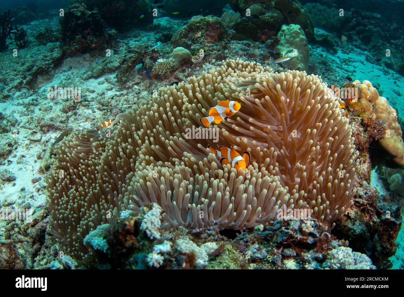 Faux anémonefish clown sur le fond. Le poisson-clown ocellaris en symbiose avec l'anémon. Faux percula clownfish pendant la plongée dans Raja Ampat. Petit oran Banque D'Images Faux anémonefish clown sur le fond. Le poisson-clown ocellaris en symbiose avec l'anémon. Faux percula clownfish pendant la plongée dans Raja Ampat. Petit oran Banque D'Images