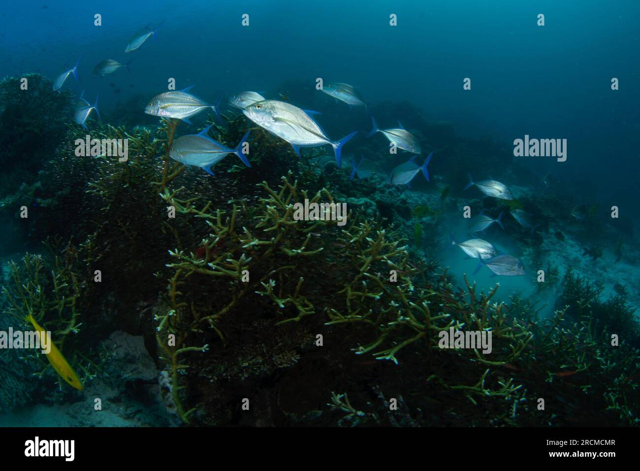 Les tachetés jaunes se nourrissent sur le fond de la mer. Carangoides orthogrammus pendant la plongée à Raja Ampat. Les poissons prédateurs plats argentés chassent sur le Banque D'Images