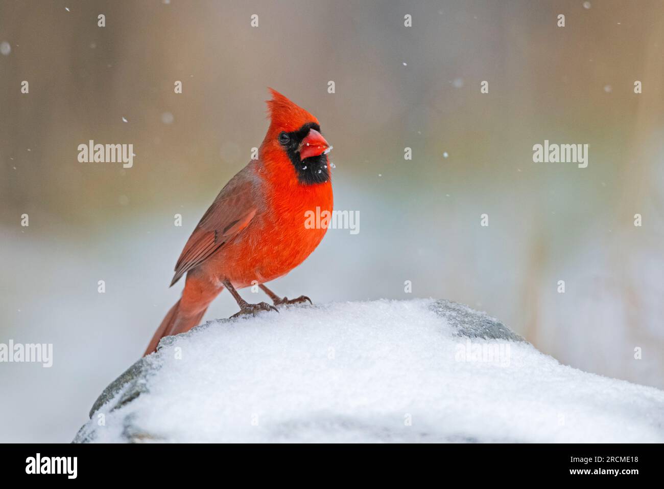 Cardinal du Nord (Cardinalis cardinalis) lors d'une chute de neige en décembre dans le parc national Acadia, Maine, États-Unis. Banque D'Images