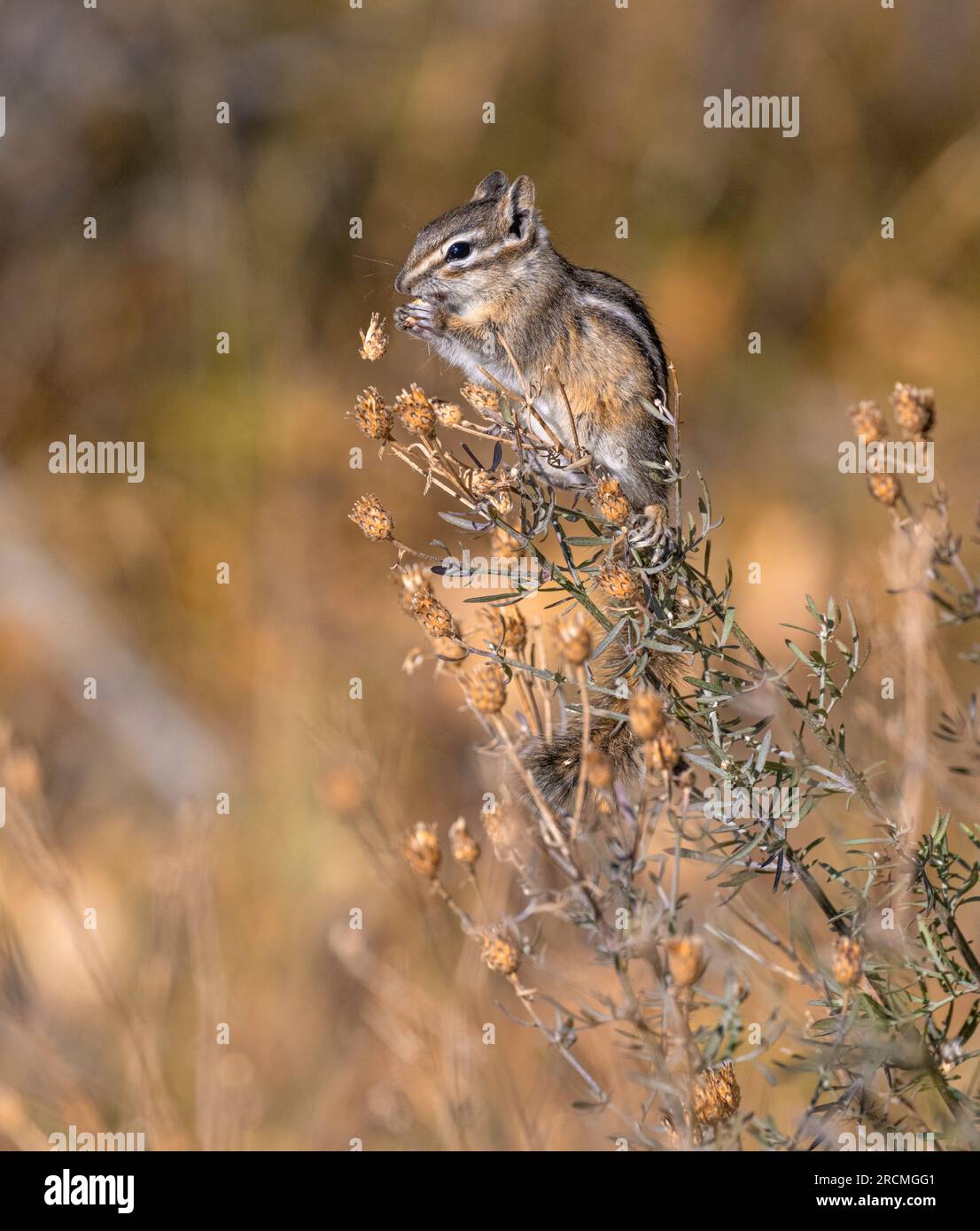 Un moins Chipmunk (Tamias minimus) se nourrissant dans les Grands Tetons. Parc national de Grand Teton, Wyoming. Banque D'Images
