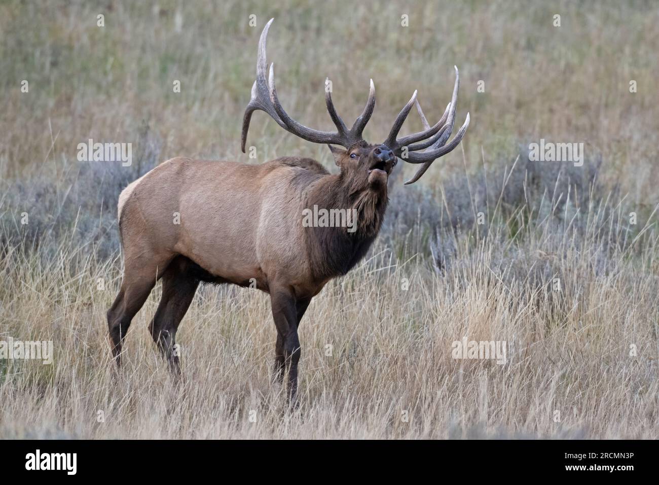 Un gros taureau (Cervus canadensis) à la recherche de partenaires près du lac Yellowstone en octobre. Parc national de Yellowstone, Wyoming, États-Unis. Banque D'Images