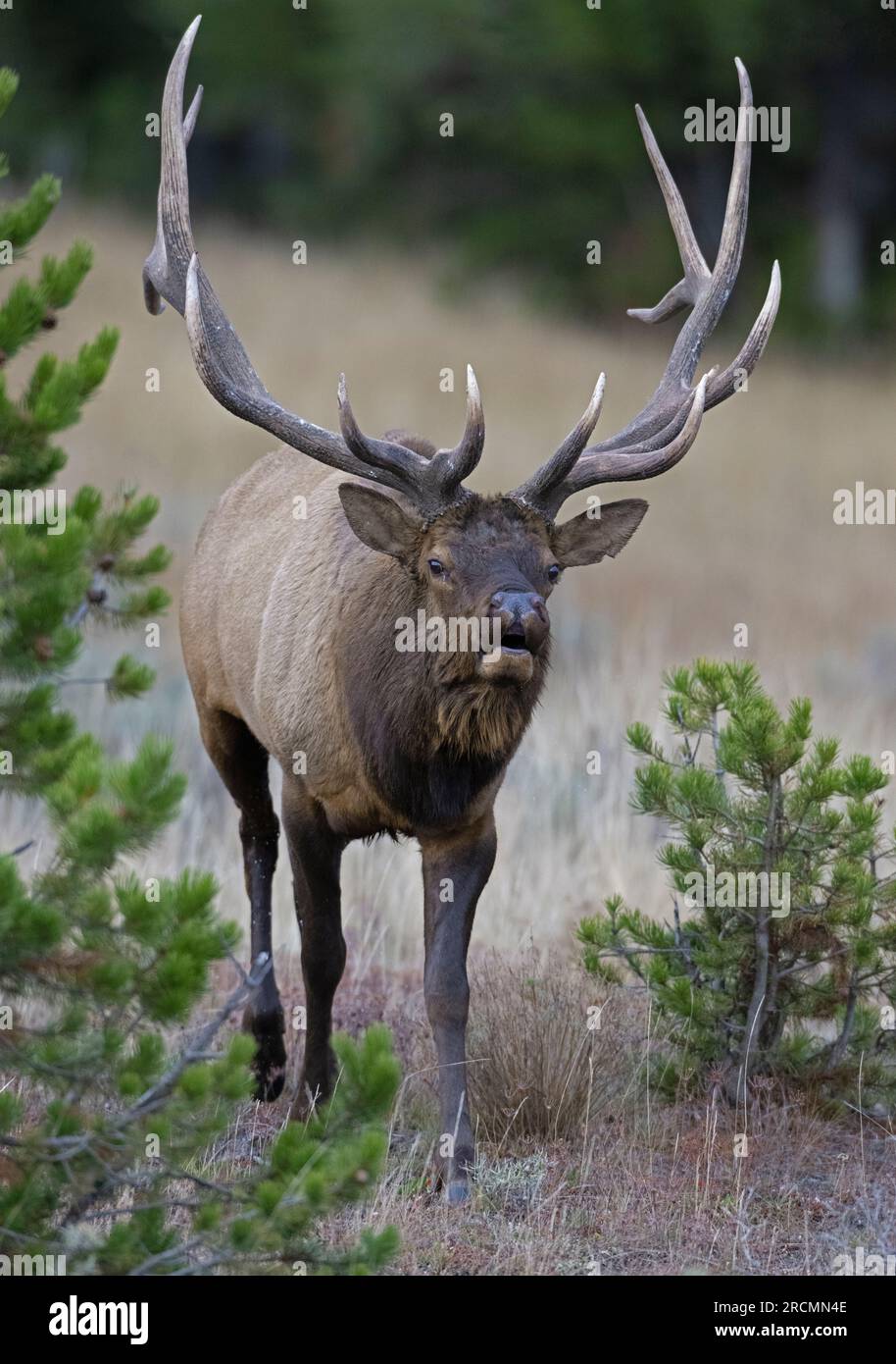 Un gros taureau (Cervus canadensis) à la recherche de partenaires près du lac Yellowstone en octobre. Parc national de Yellowstone, Wyoming, États-Unis. Banque D'Images