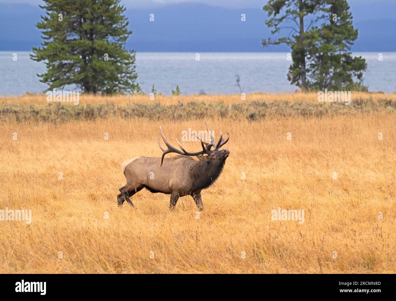 Un gros taureau (Cervus canadensis) à la recherche de partenaires près du lac Yellowstone en octobre. Parc national de Yellowstone, Wyoming, États-Unis. Banque D'Images