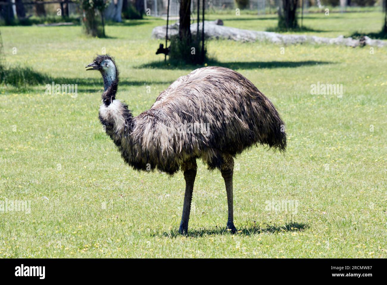 L'émeu australien est recouvert de plumes primitives qui sont brun-gris-brun-gris avec des pointes noires. Le cou de l'émeu est noir bleuâtre et surtout fré Banque D'Images