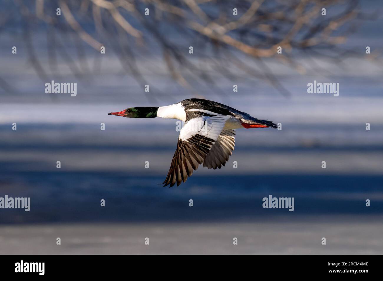 Un beau canard commun Merganser volant par des branches basses et contre un fond de lac d'hiver. Banque D'Images