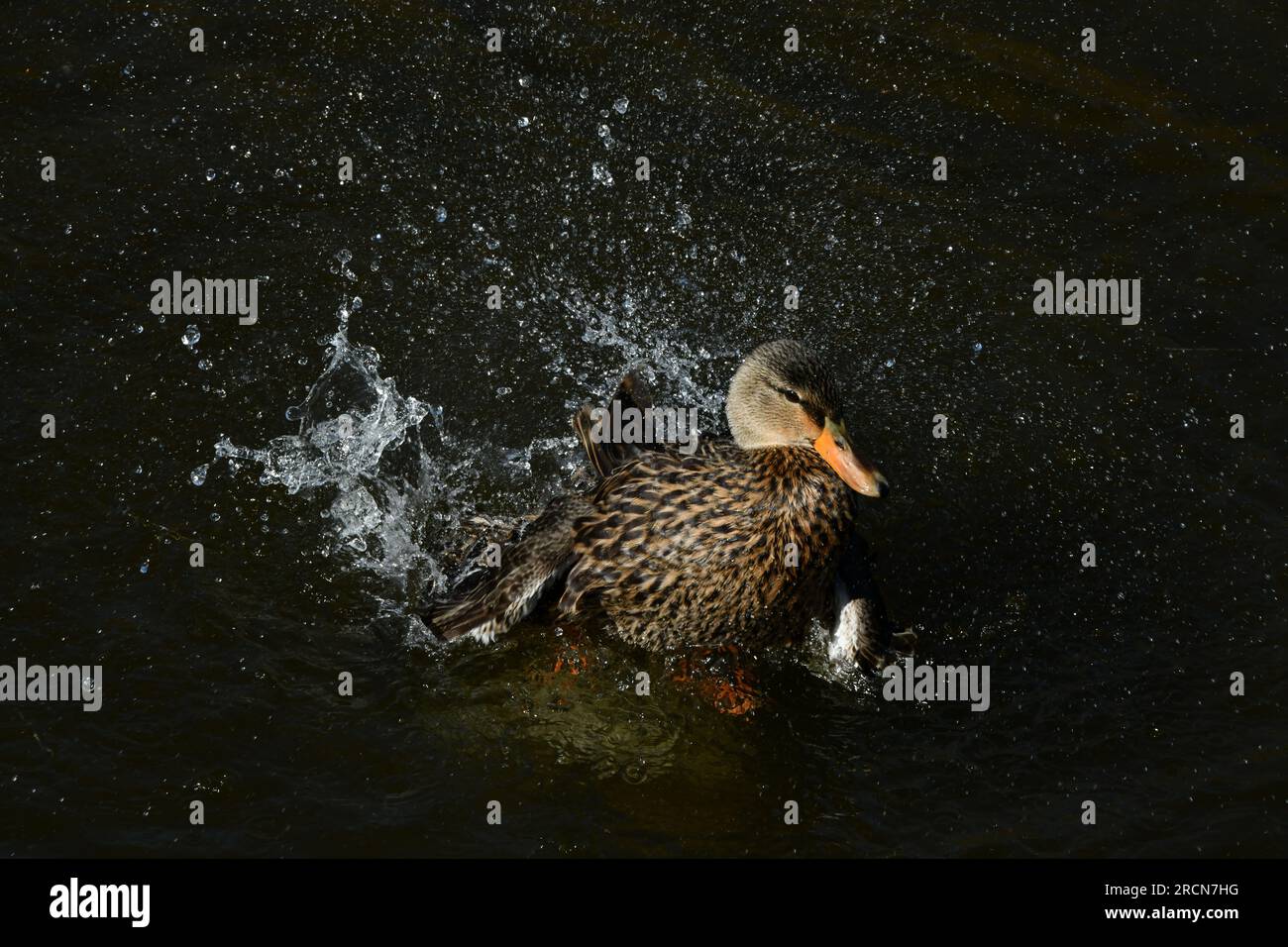 Une femelle canard colvert se baignant dans les marais salants du centre World Birding and reptile sur South Padre Island, Texas, États-Unis Banque D'Images