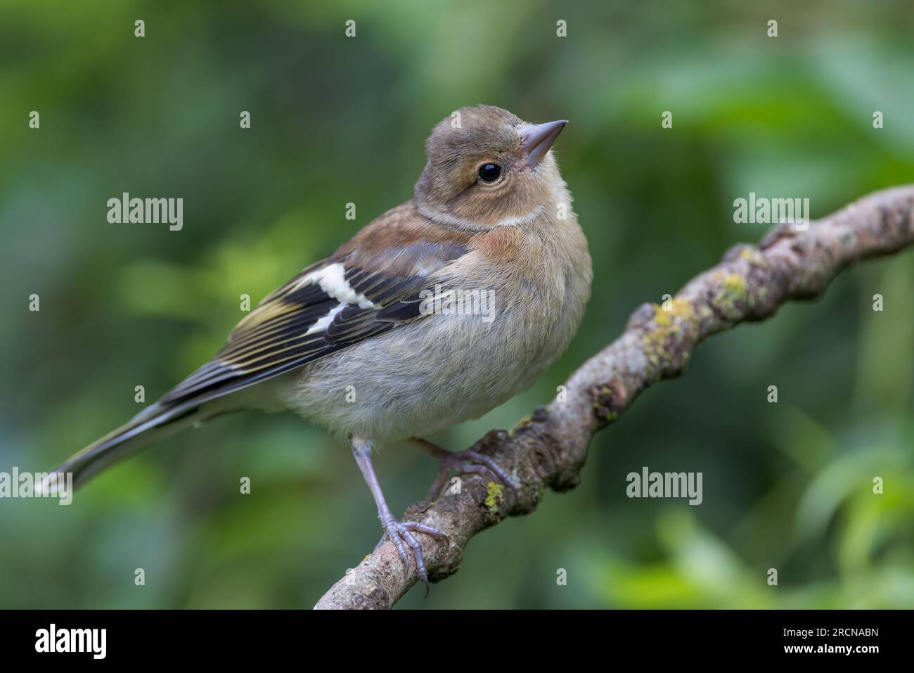 Chaffinch [ Fringilla coelebs ] oiseau femelle sur brindille Banque D'Images