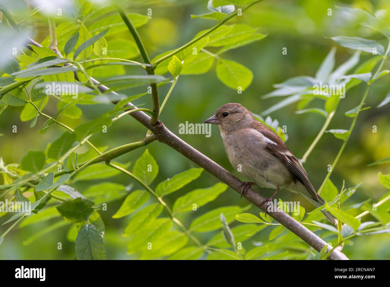 Chaffinch [ Fringilla coelebs ] oiseau femelle sur branche d'arbre Banque D'Images