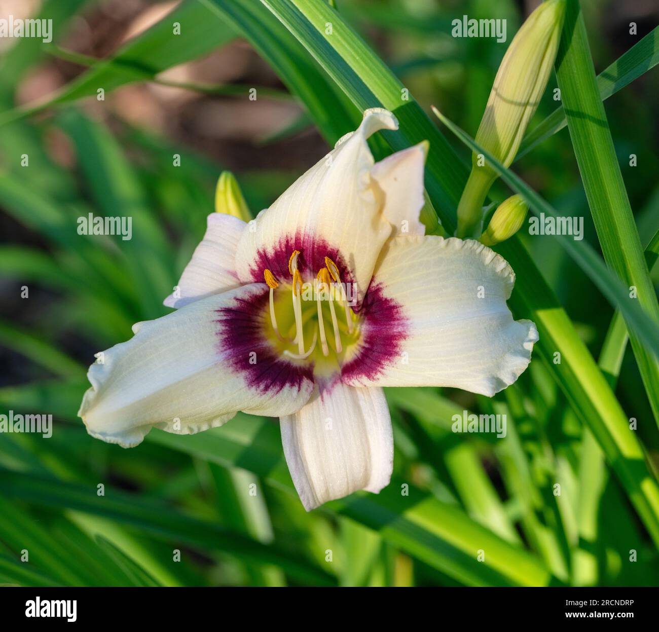 "Boîte de Pandore", l'hémérocalle (Hemerocallis) Daglilja Banque D'Images