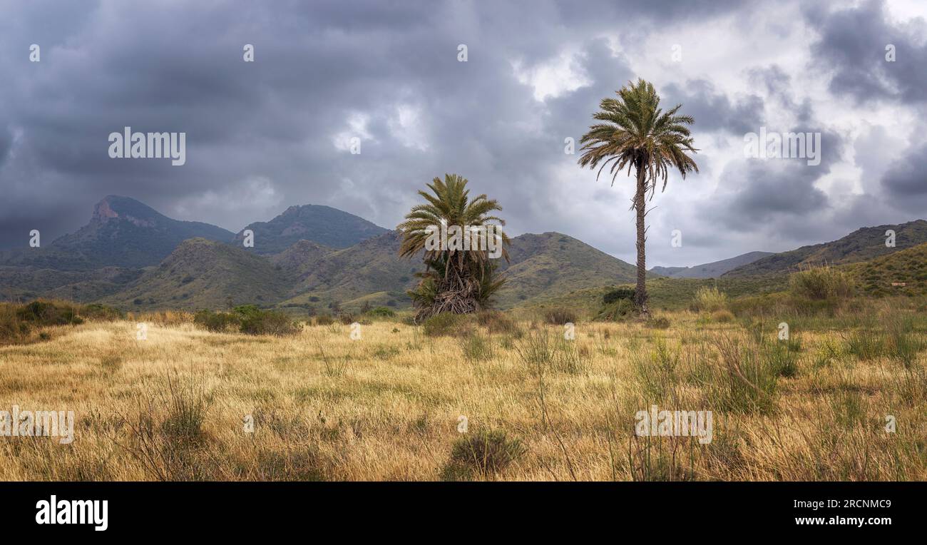 Palmiers dans le parc naturel de Calblanque à Cartagena, Murcie, Espagne Banque D'Images