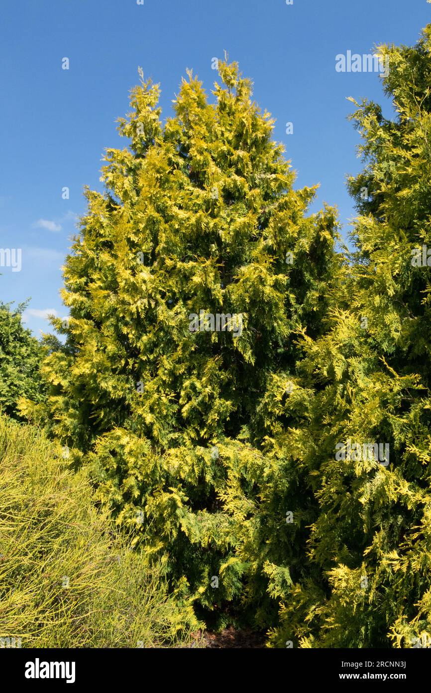 Thuja occidentalis, Arborvitae américain, jaune d'or, variété Thuja occidentalis 'Malonyana Aurea' Banque D'Images