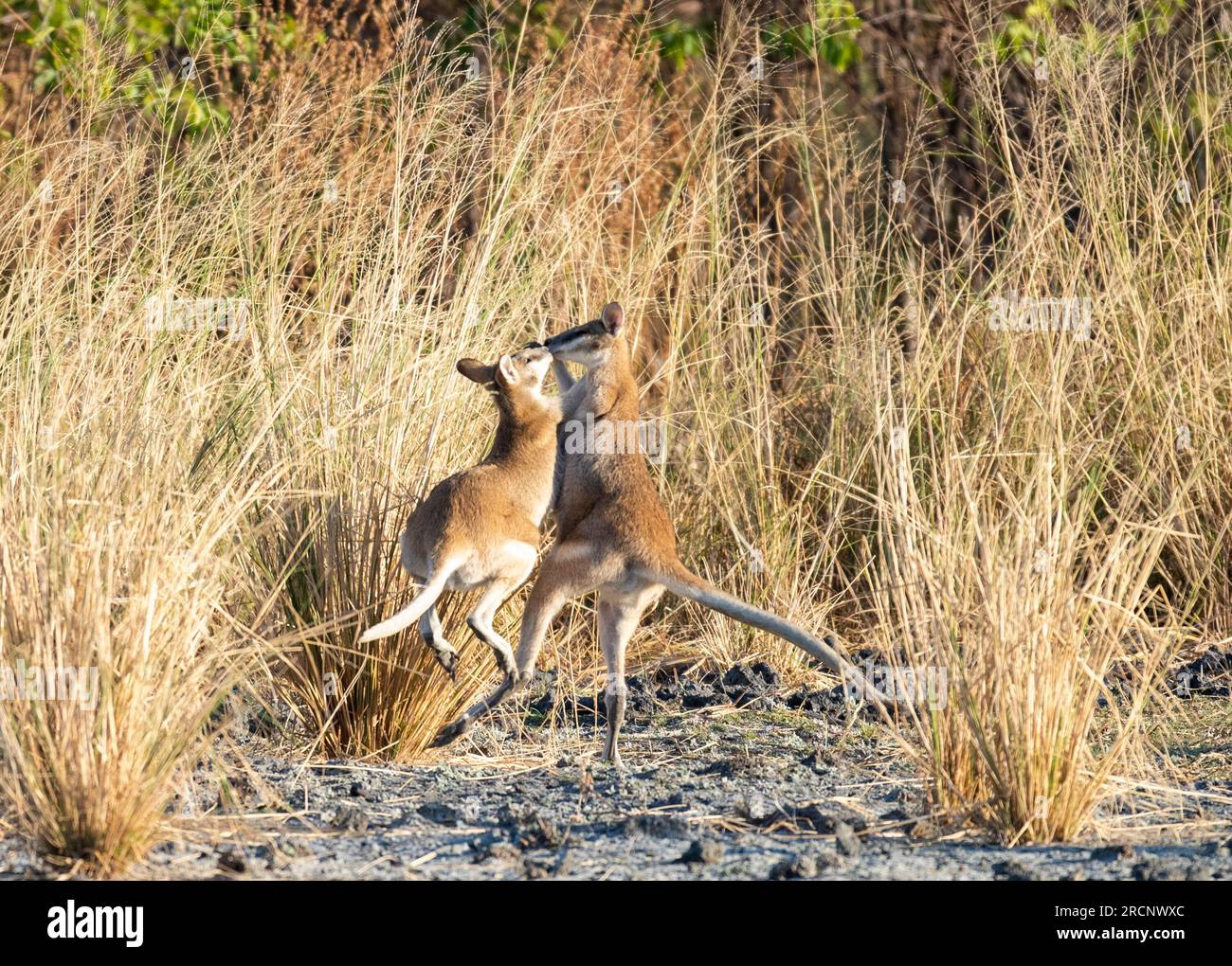 Wallabies agiles combattant près d'un lagon dans l'extrême nord du Queensland, Australie. Banque D'Images