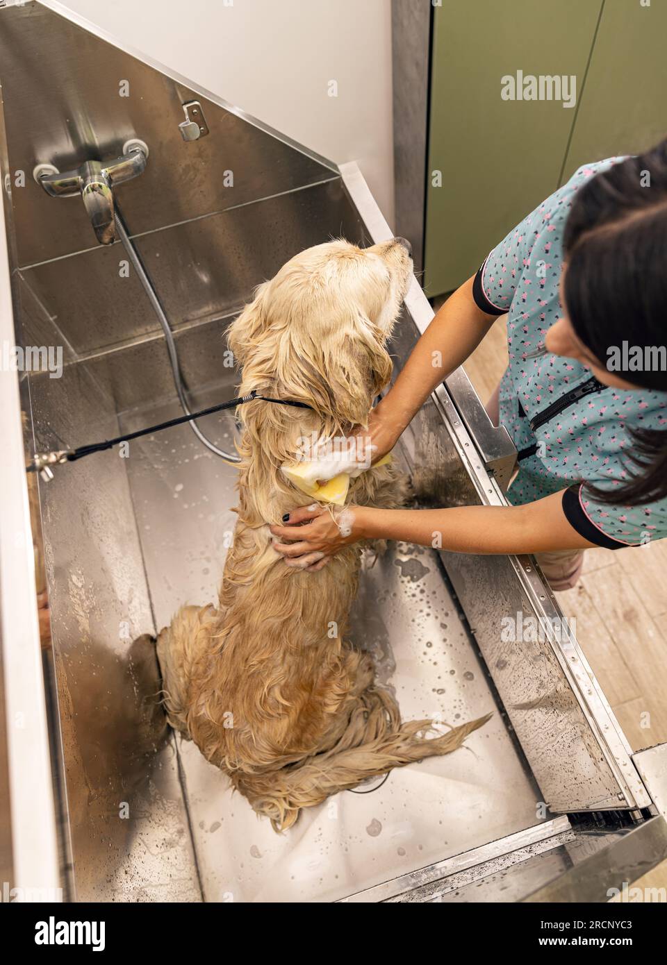 Baignade du Golden retriever. Chien de bonheur prenant un bain moussant. Banque D'Images
