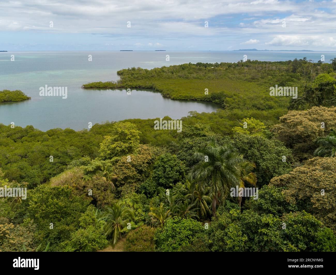 Forêt tropicale à Bastimentos Island, Bocas del Toro, Panama - stock photo Banque D'Images
