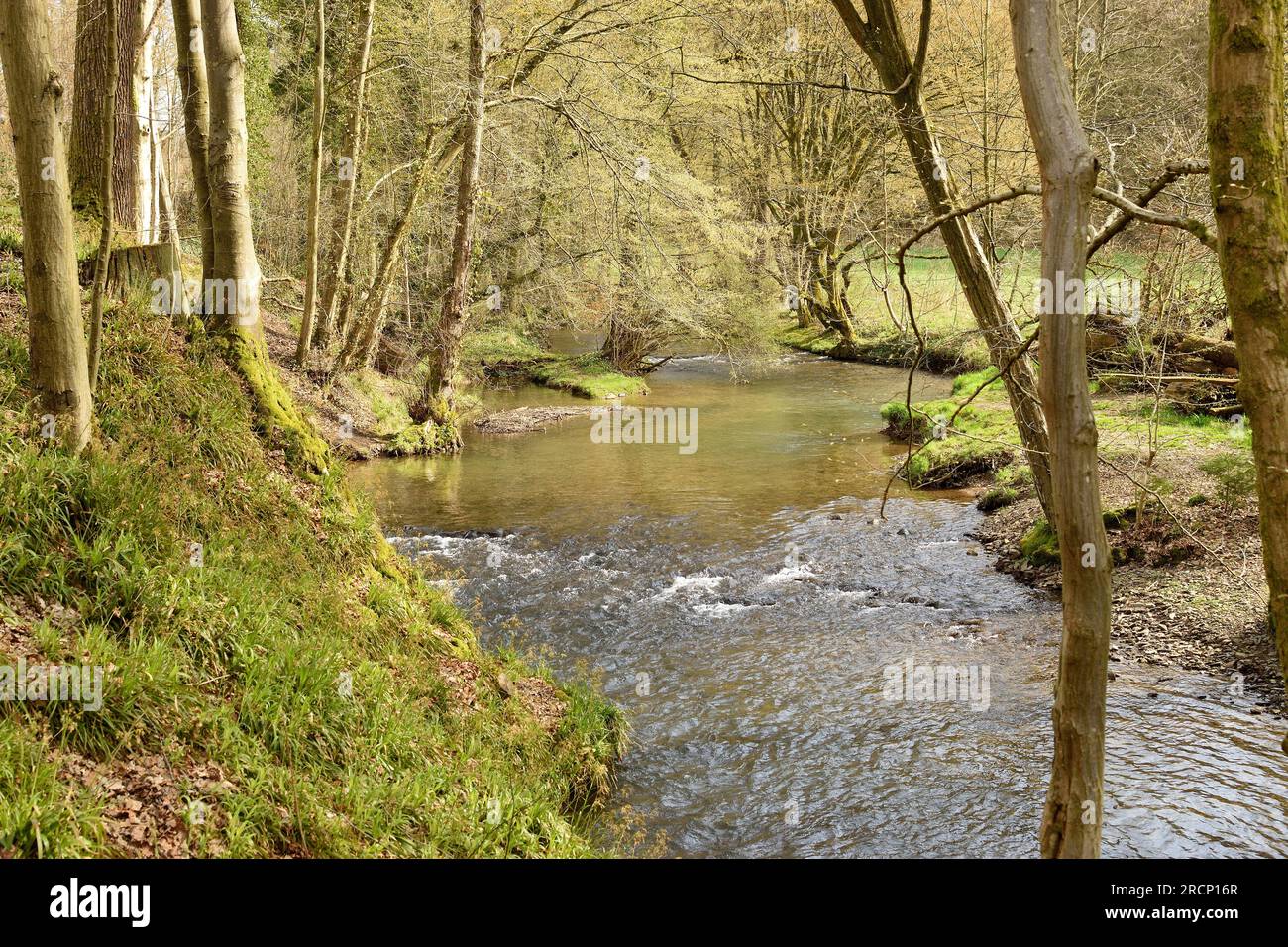 Ruisseau de montagne coulant entre forêt et prairie au début du printemps. Bergisches Land, Rhénanie du Nord-Westphalie, Allemagne. Banque D'Images