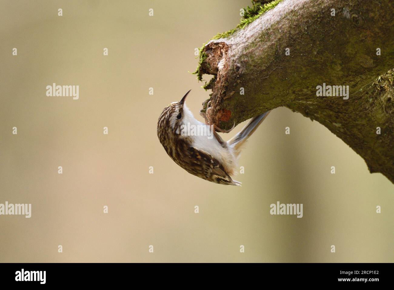L'ourson eurasien recherche de larves et d'insectes dans le creux d'une branche cassée. Bergisches Land, Rhénanie du Nord-Westphalie, Allemagne. Banque D'Images